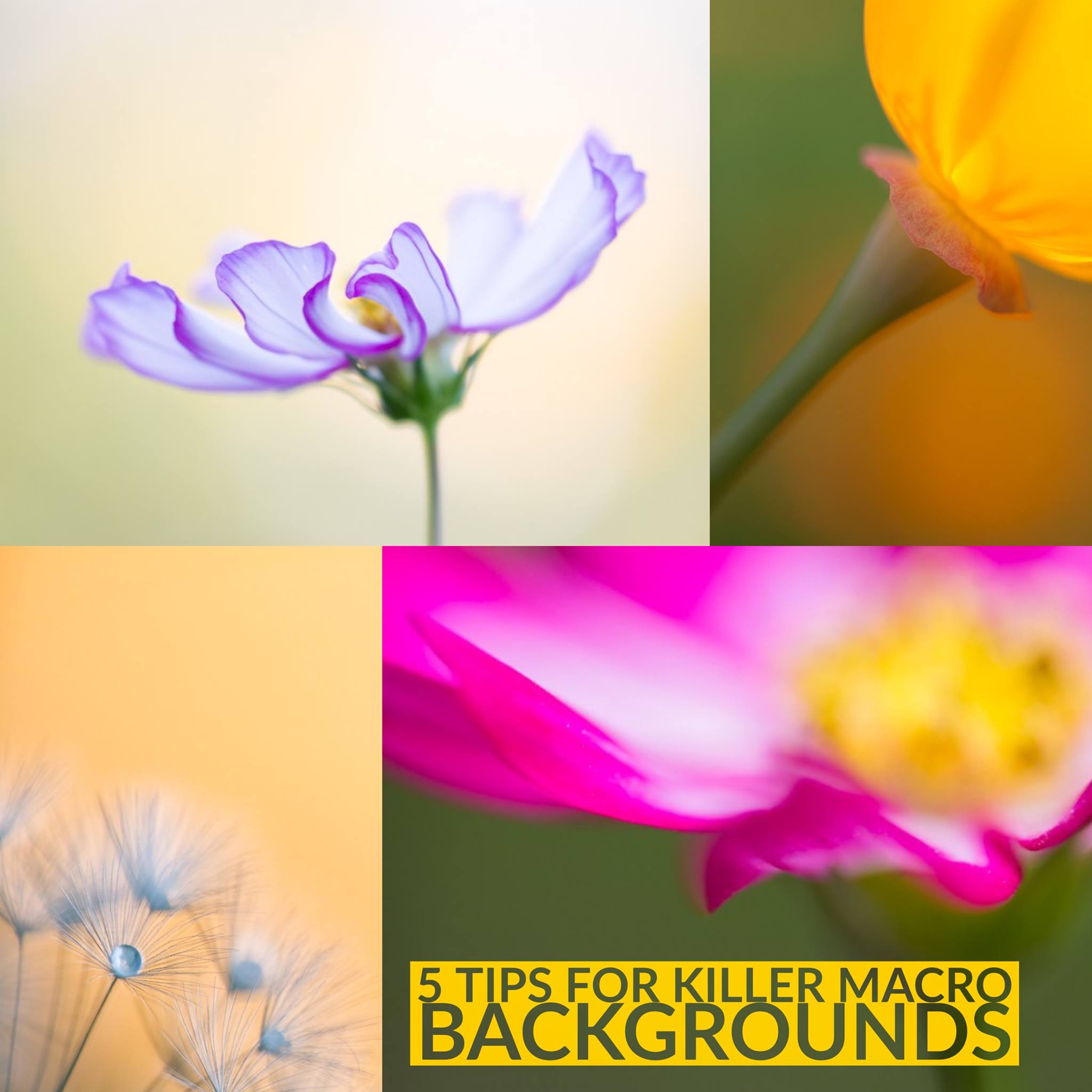 Macro Photography Background