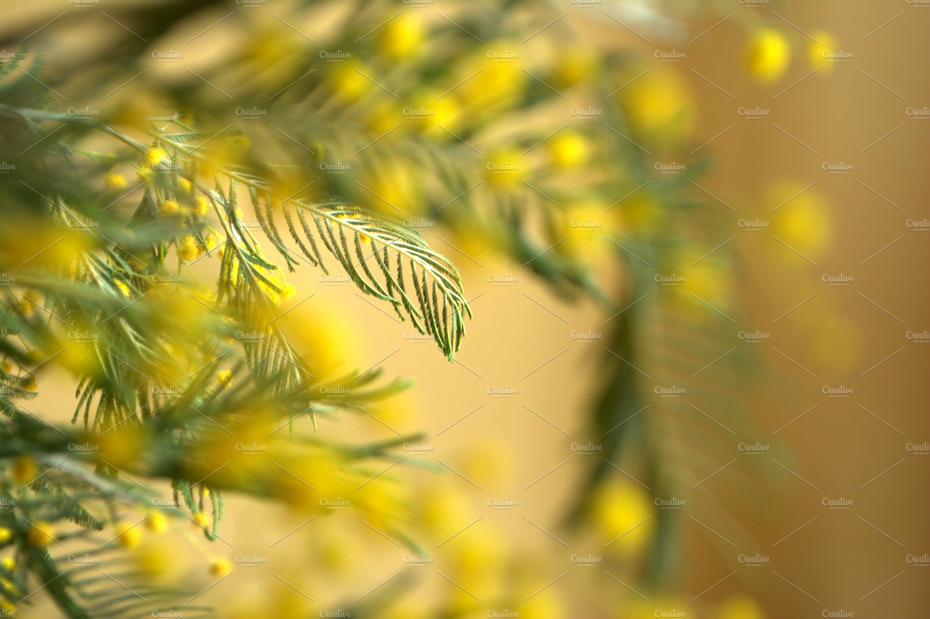 Mimosa Background