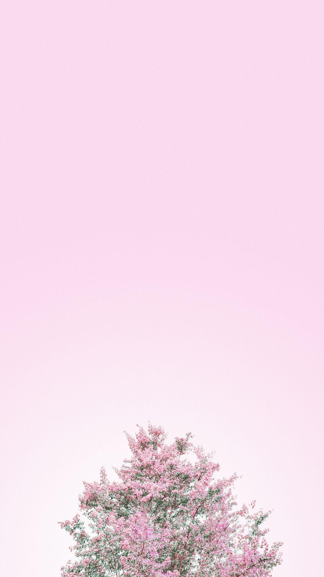 Minimalist Aesthetic Pastel Background Solid