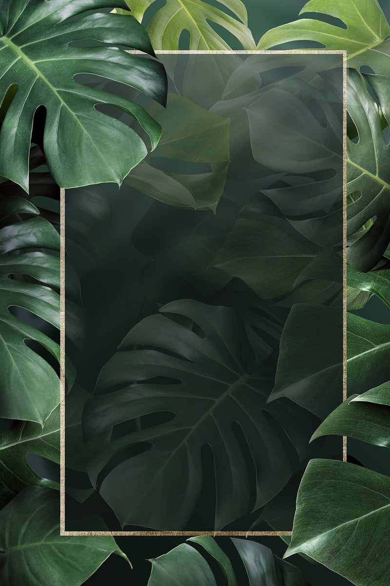 Monstera Iphone Background