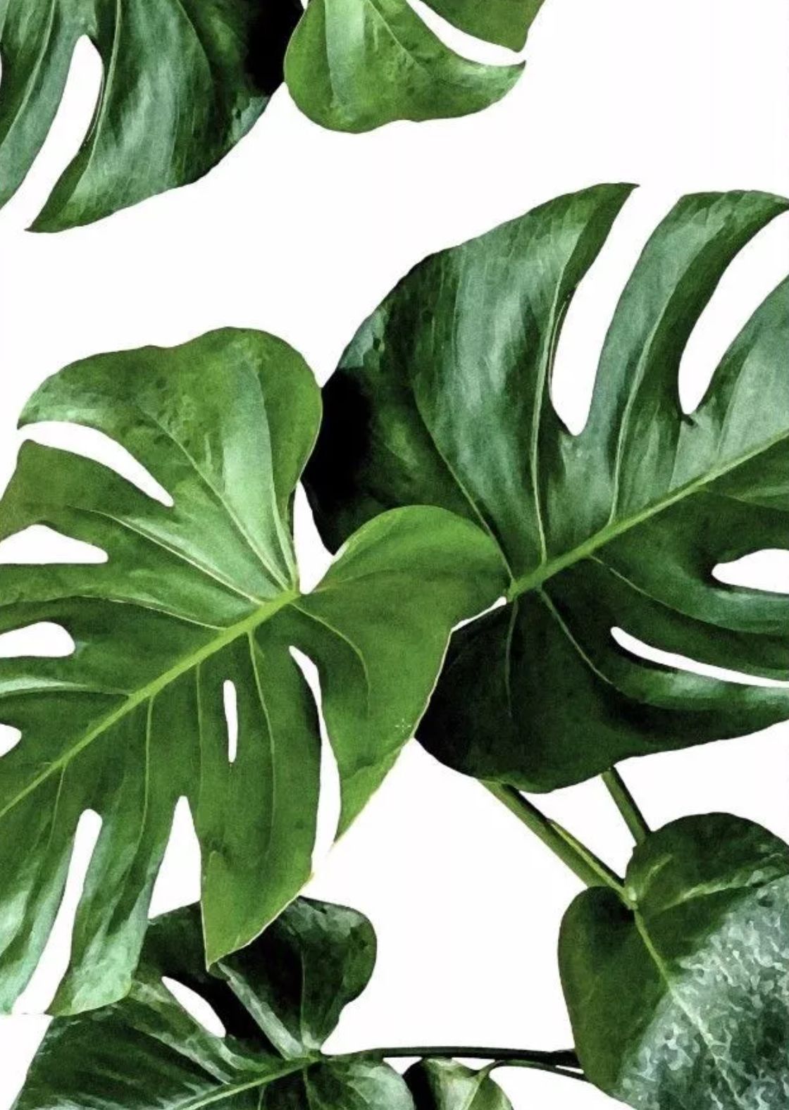 Monstera Iphone Background