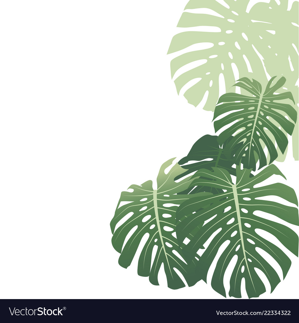 Monstera Leaf Background