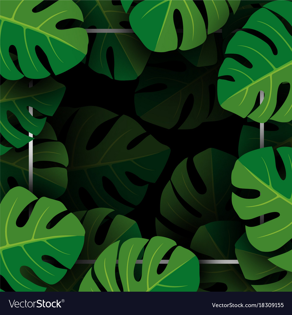 Monstera Leaf Background