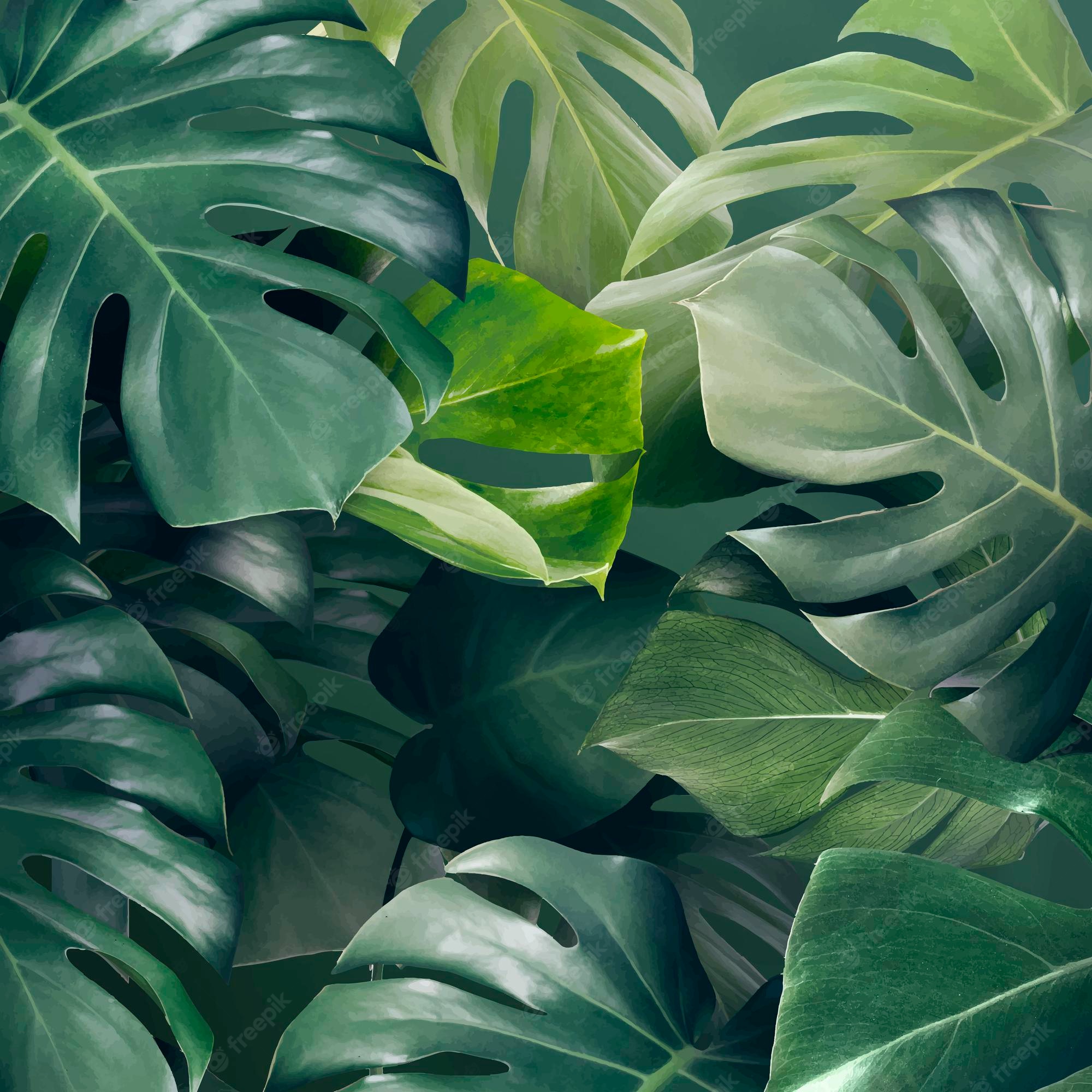 Monstera Leaf Background