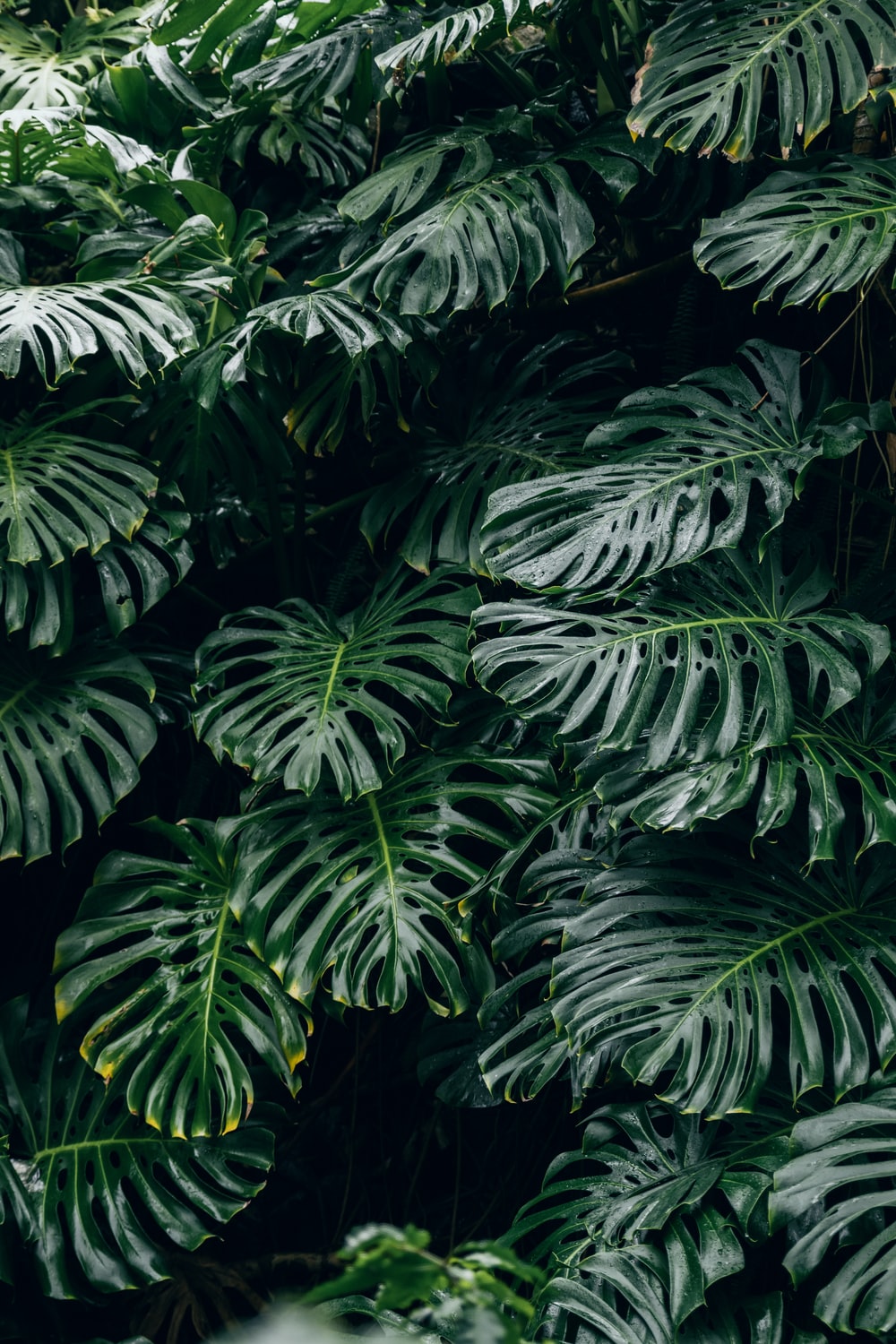 Monstera Leaf Background