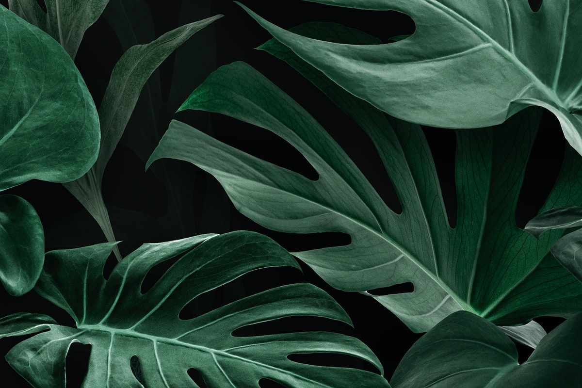 Monstera Leaf Background