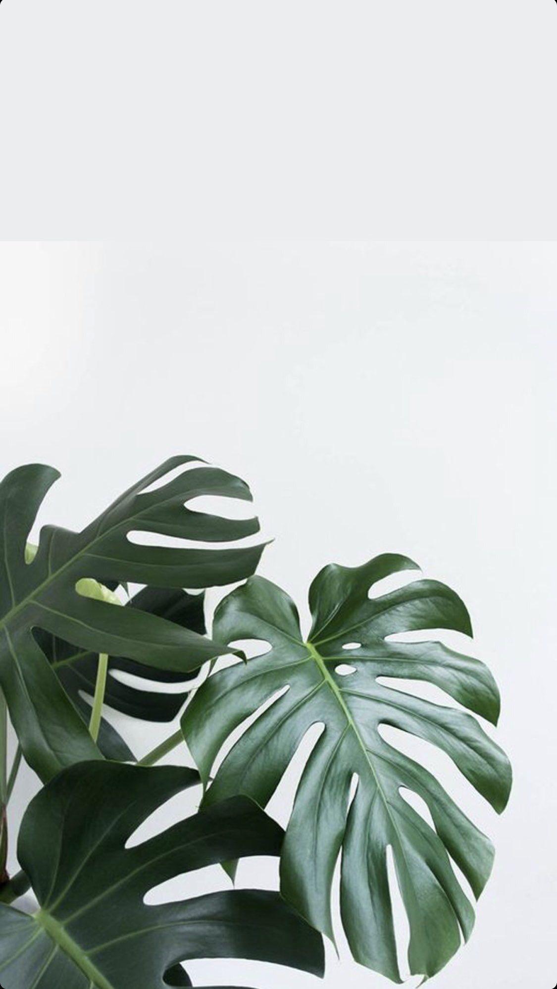 Monstera Leaf Background