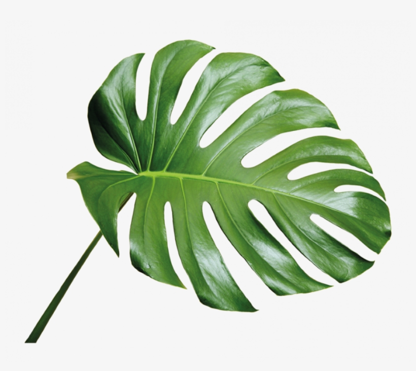 Monstera Leaf Background