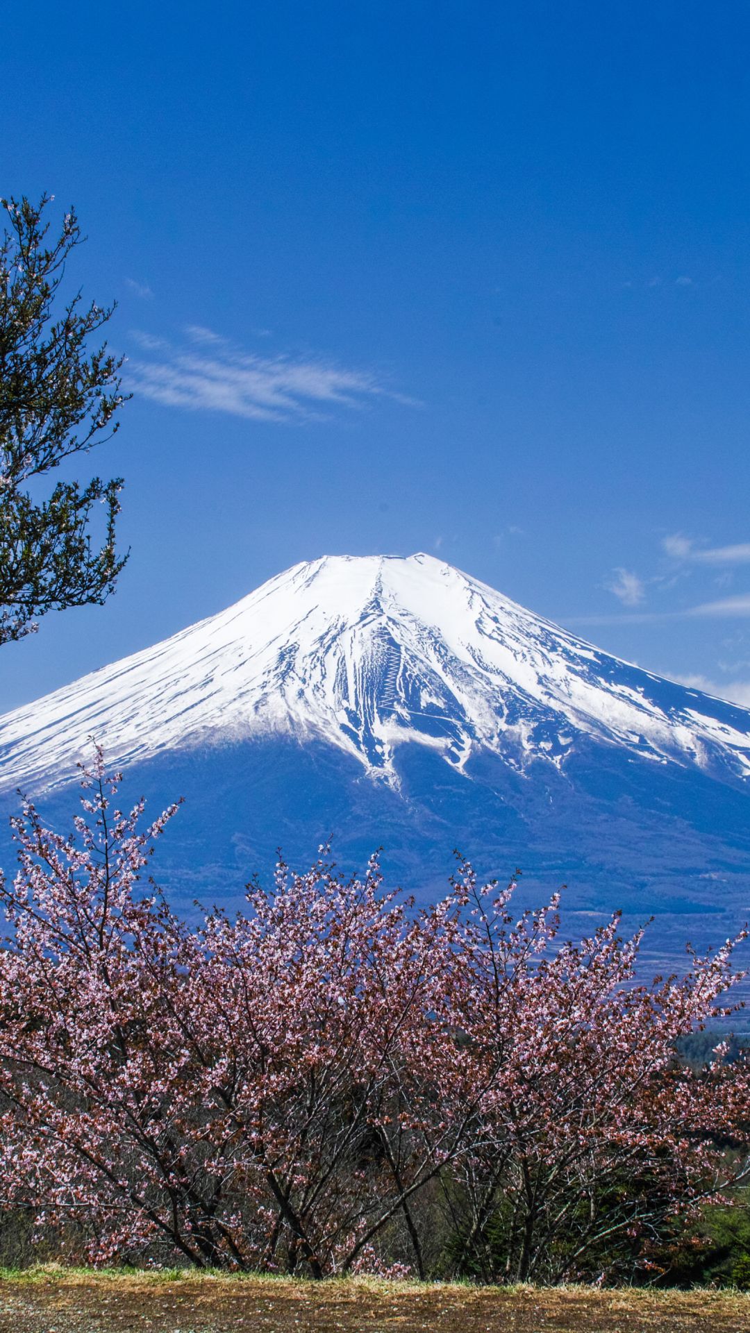 Mount Fuji Background