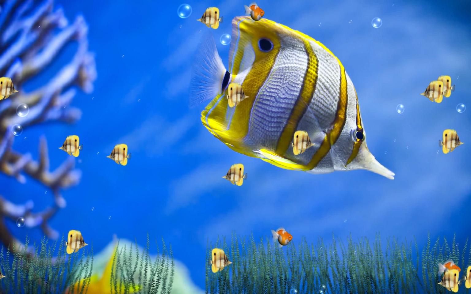 Moving Fish Background