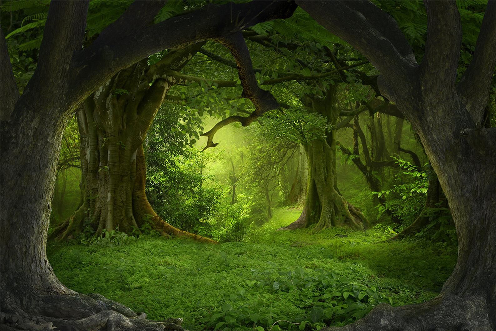 Mystical Forest Background