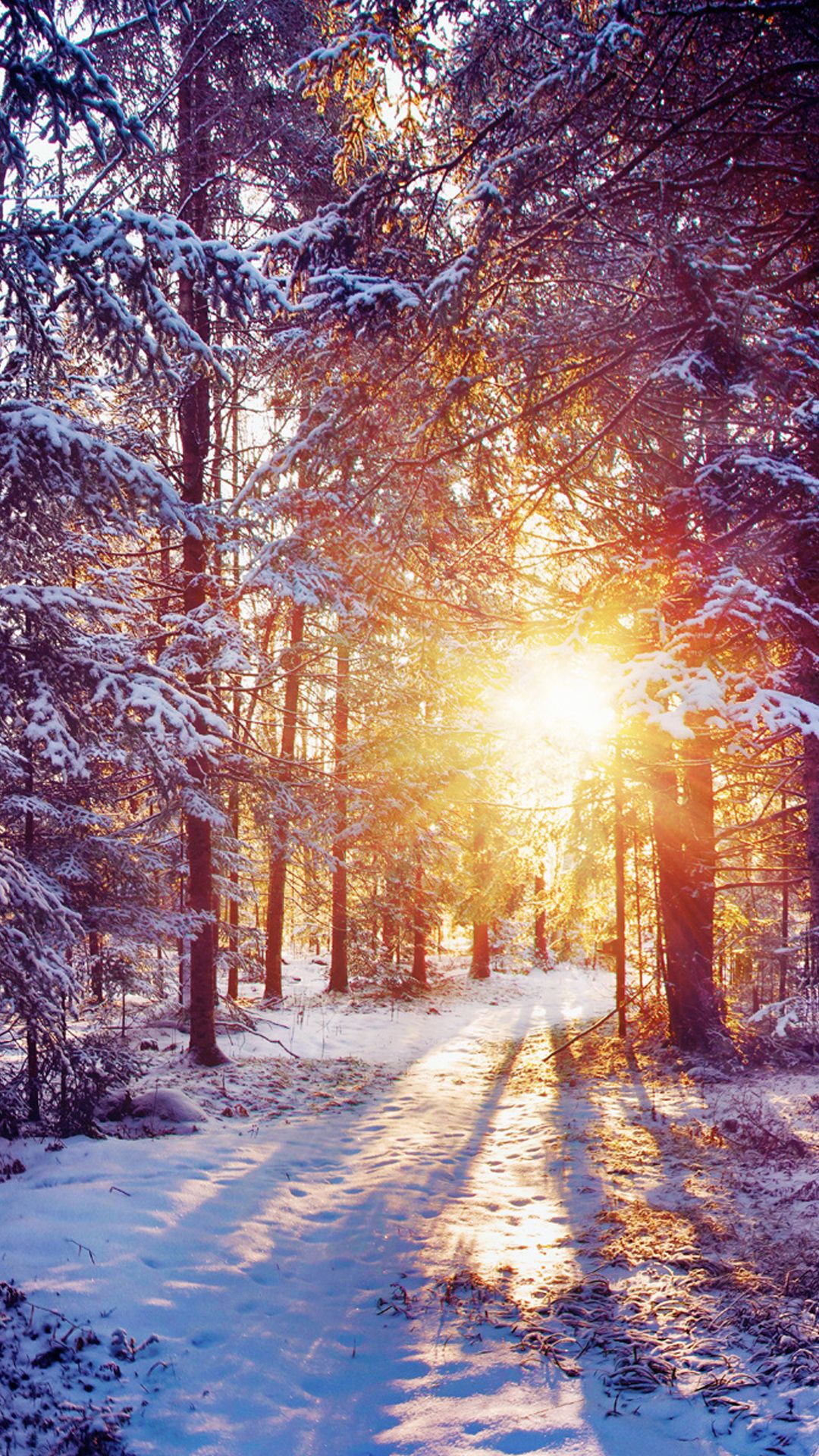 Nature Background Winter