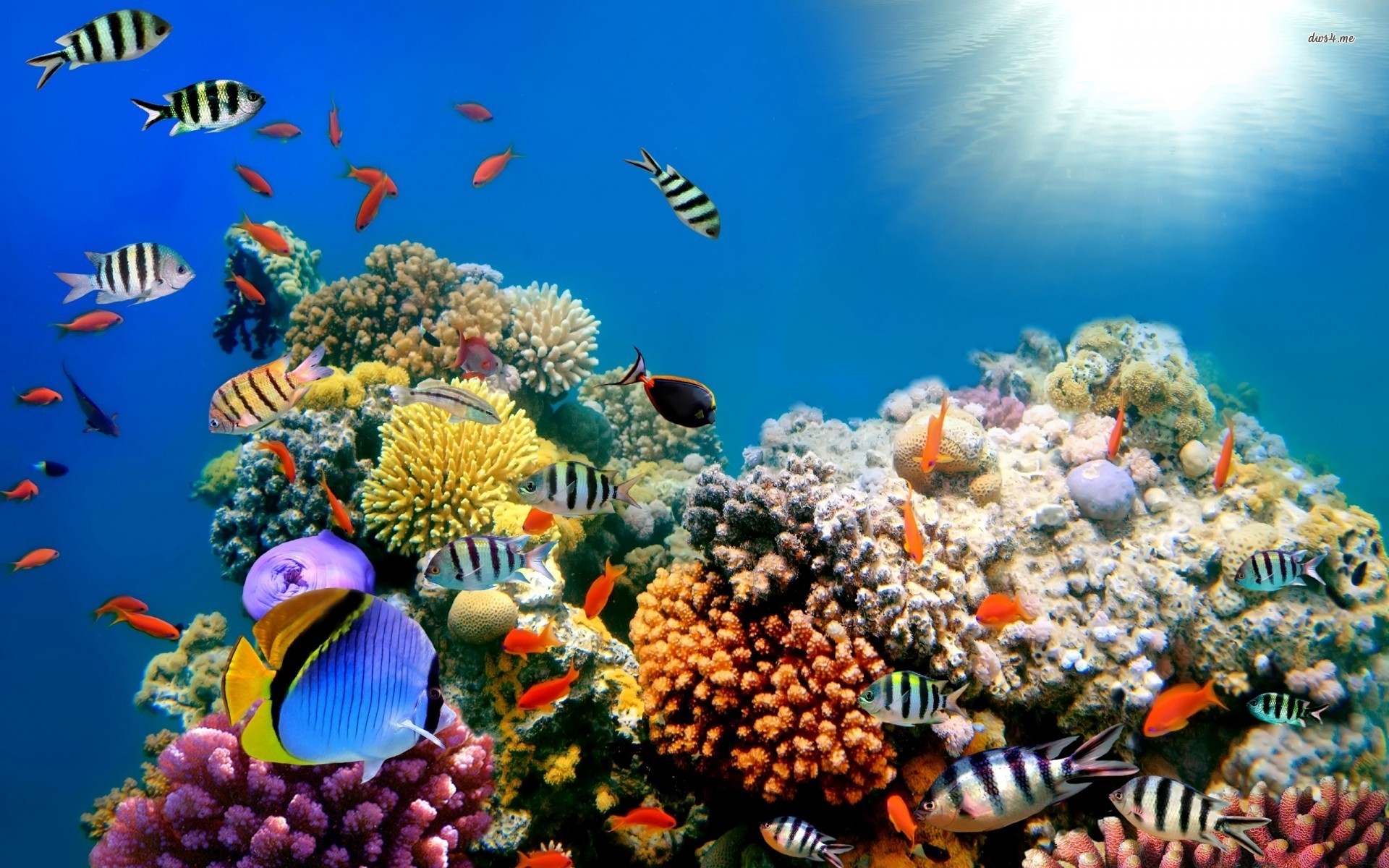 Ocean Reef Background