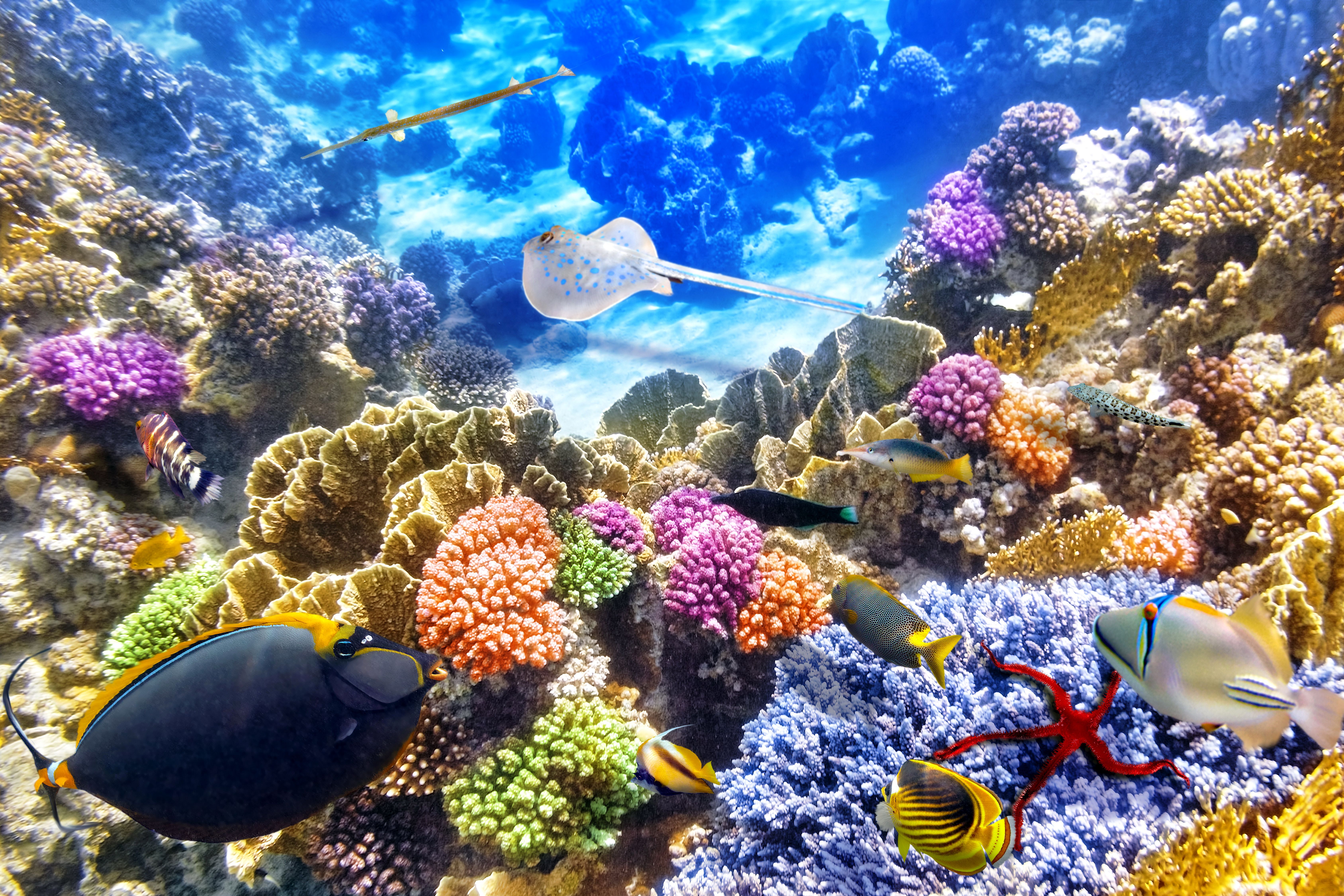 Ocean Reef Background