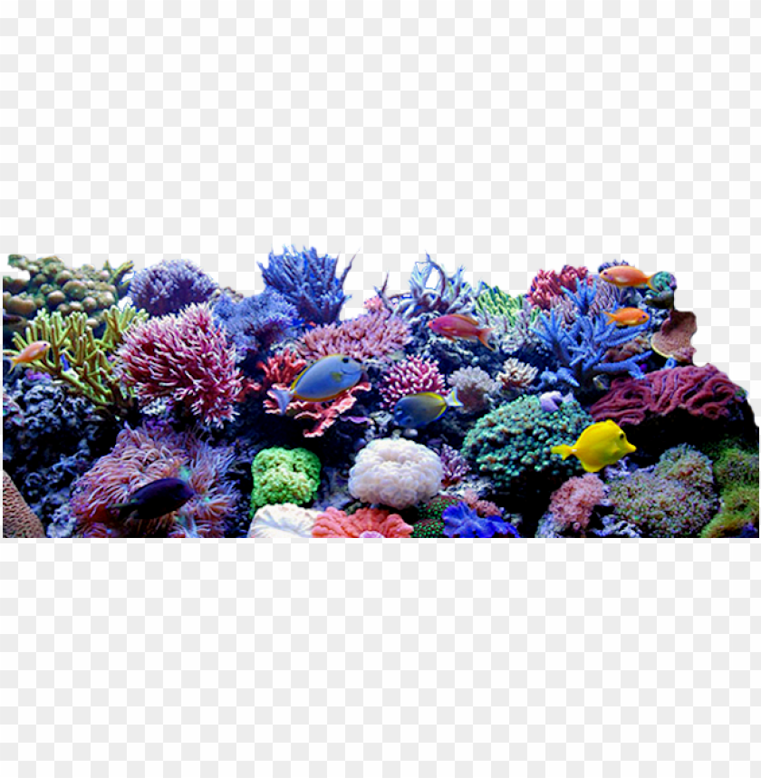 Ocean Reef Background