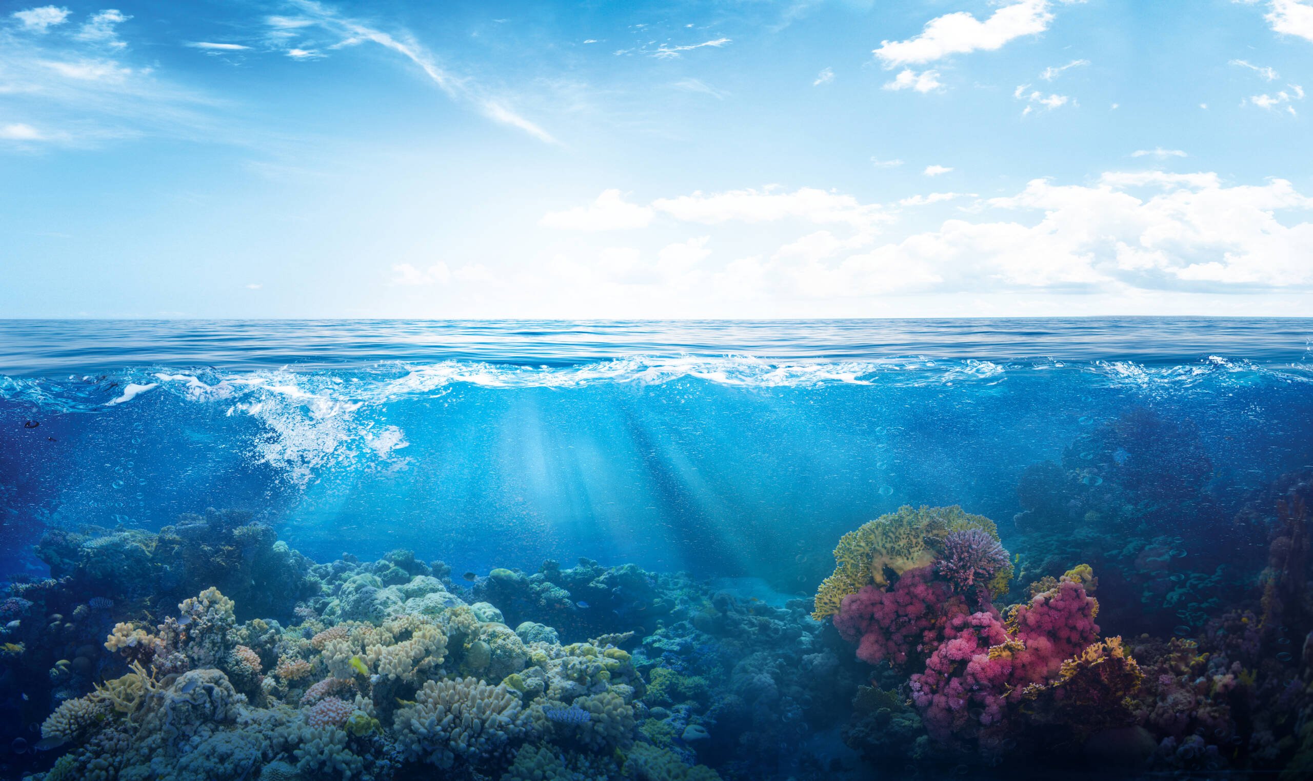 Ocean Reef Background