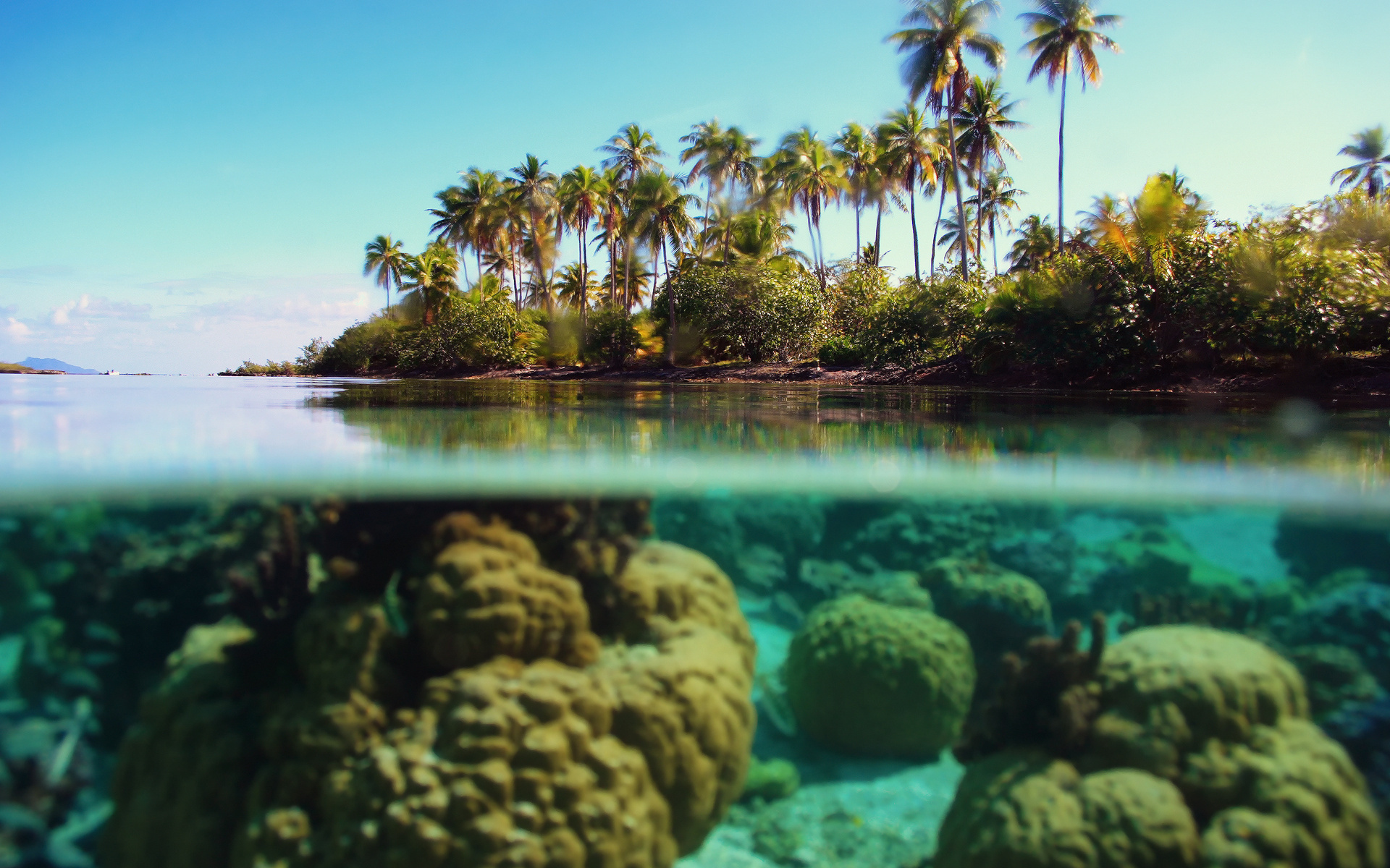 Ocean Reef Background