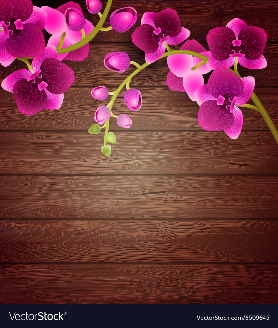 Orchids Background