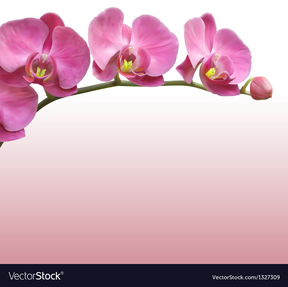 Orchids Background