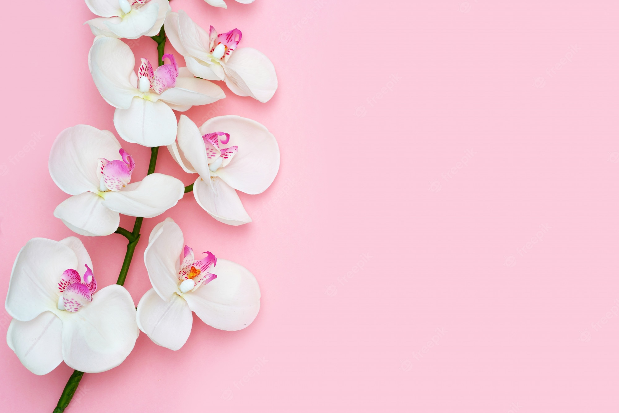 Orchids Background