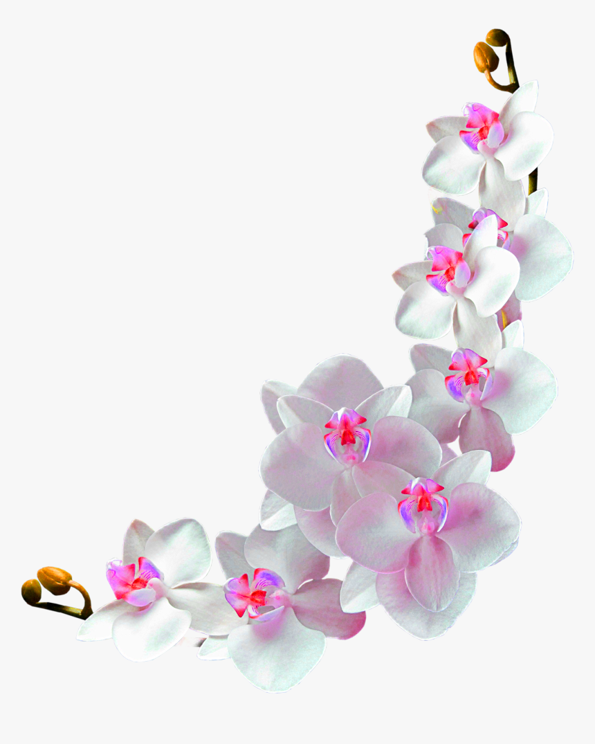 Orchids Background