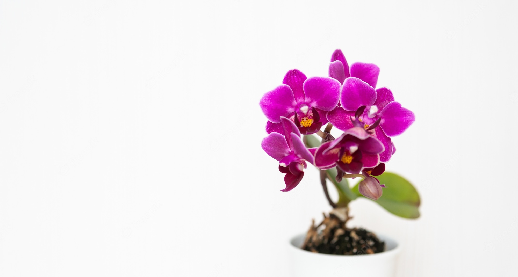 Orchids Background