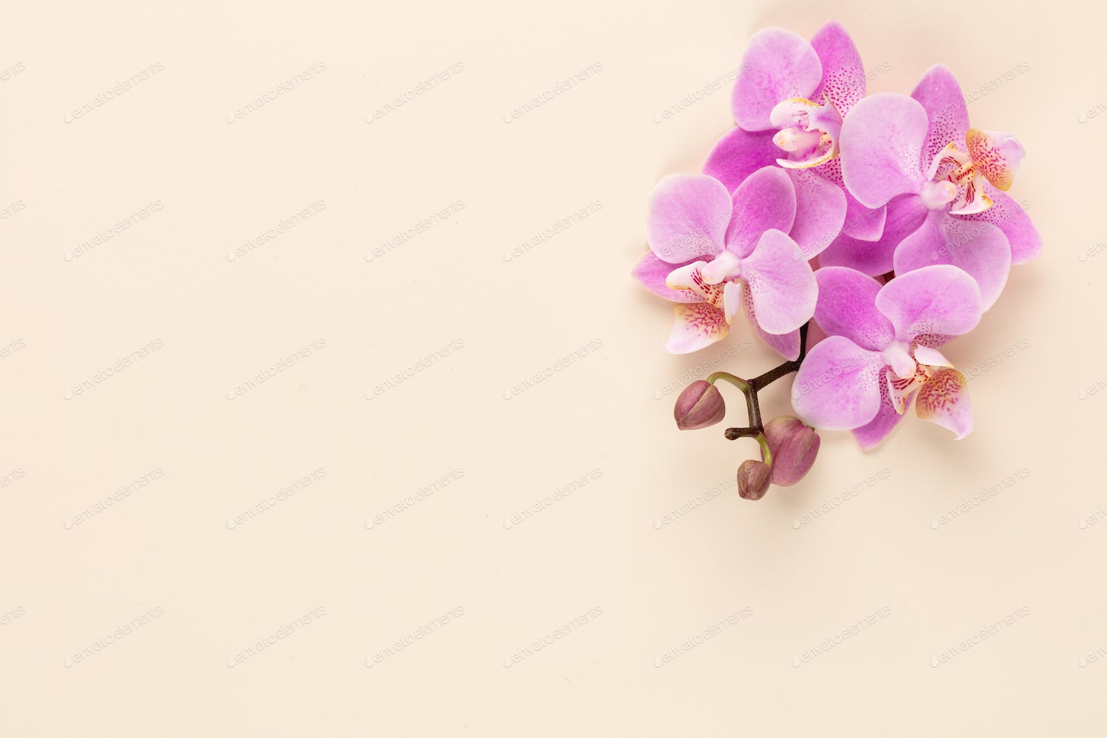 Orchids Background