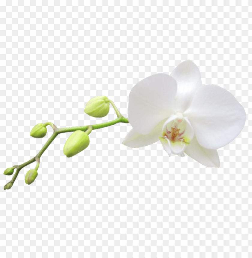 Orchids Background