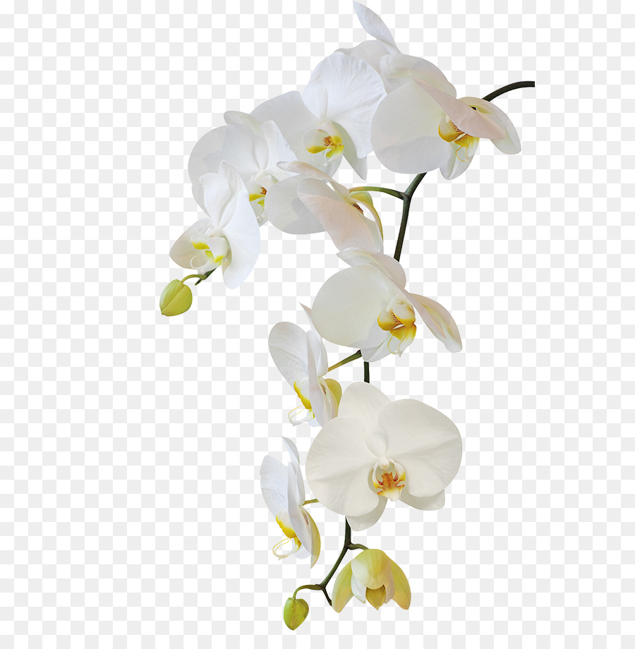 Orchids Background