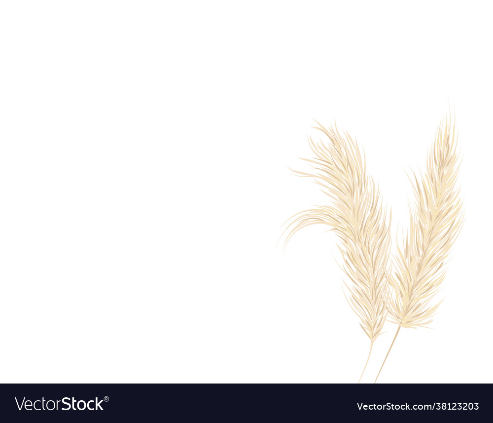 Pampas Grass Background