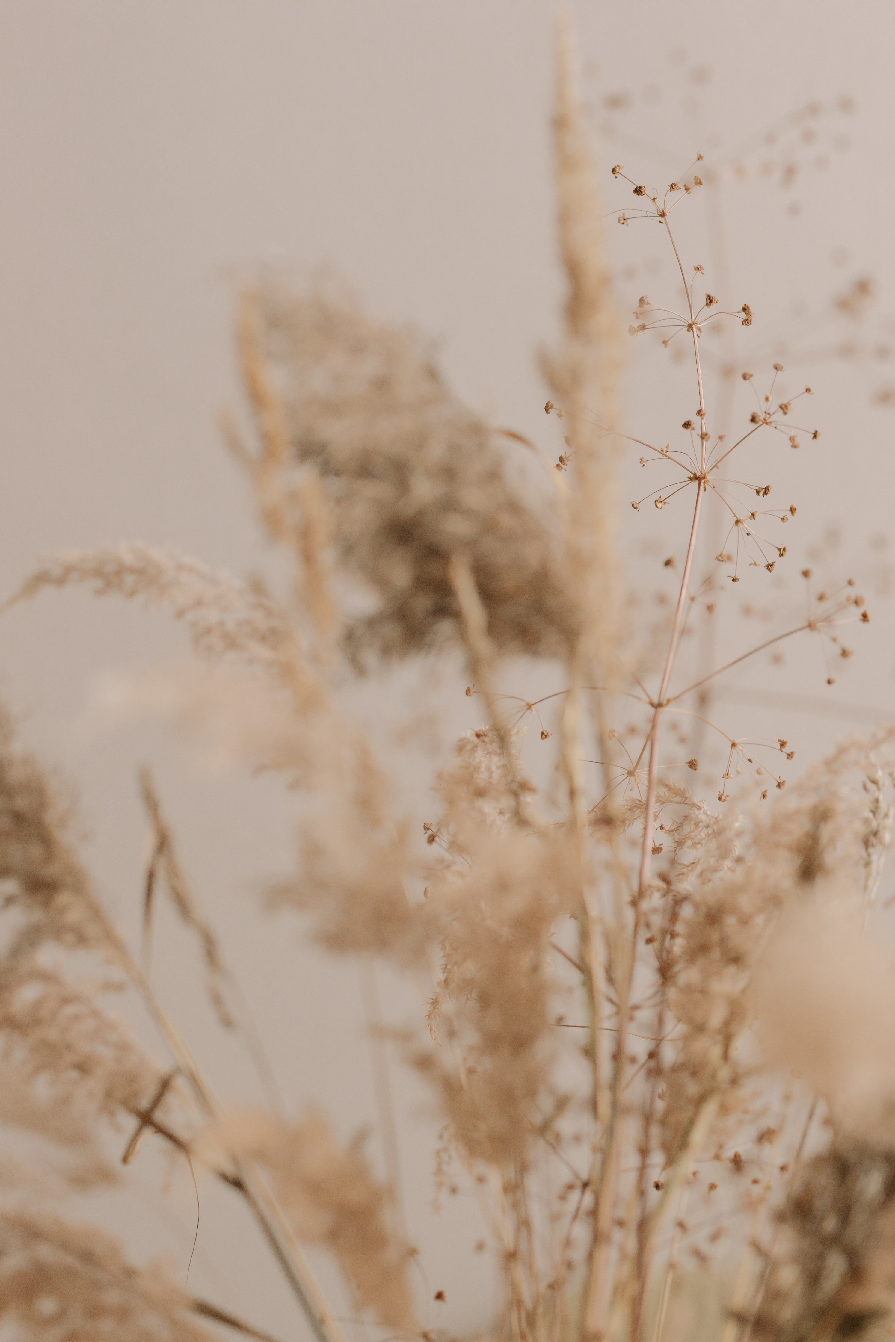 Pampas Grass Background