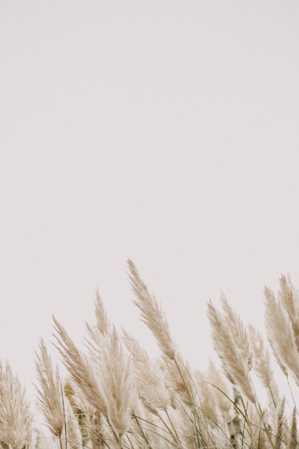 Pampas Grass Background