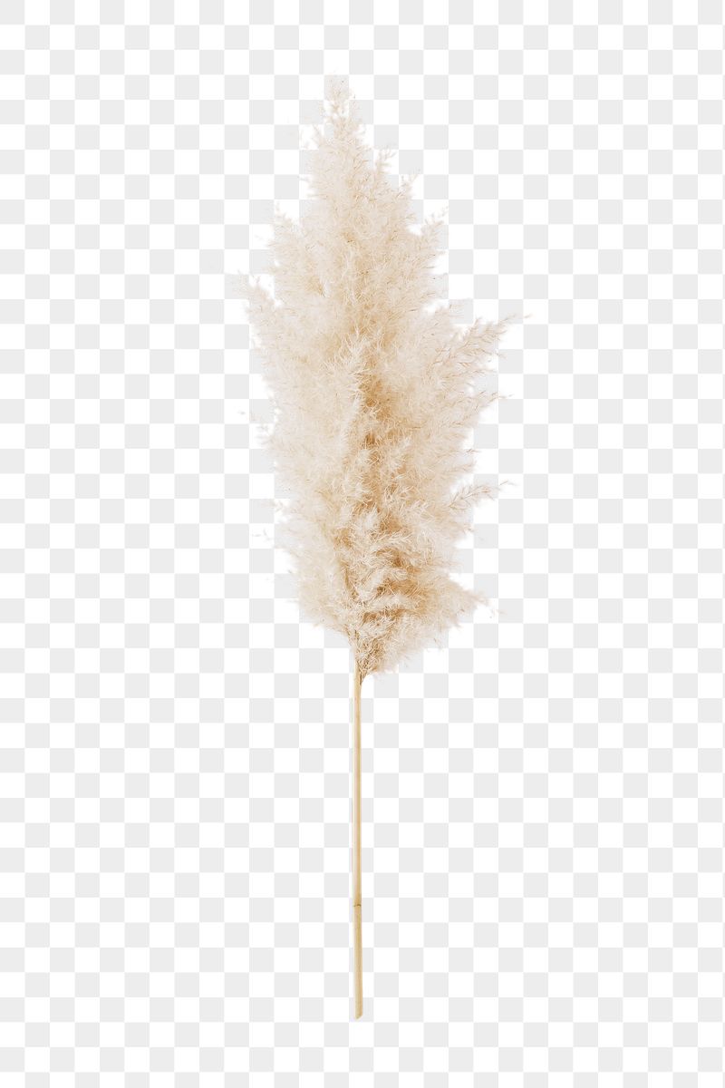 Pampas Grass Background