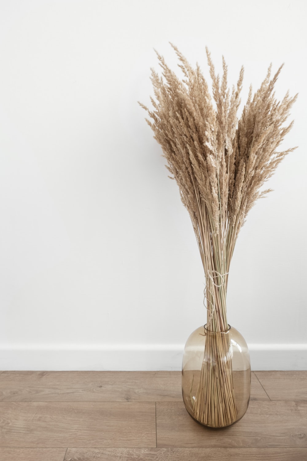 Pampas Grass Background