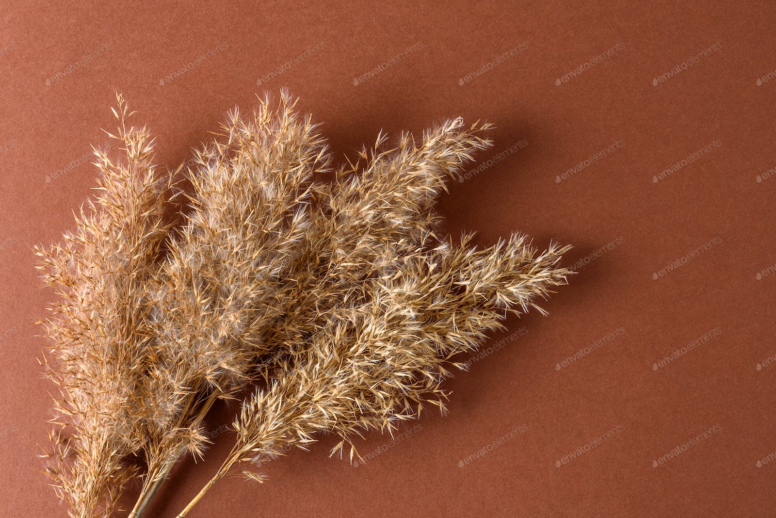 Pampas Grass Background