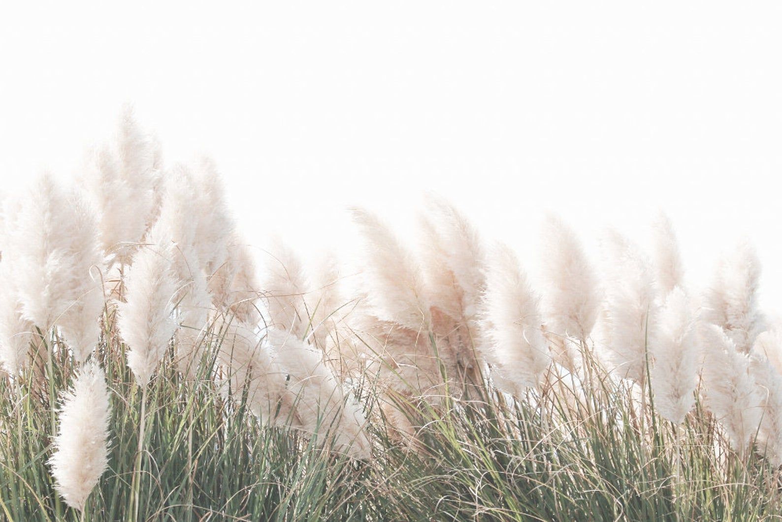 Pampas Grass Background