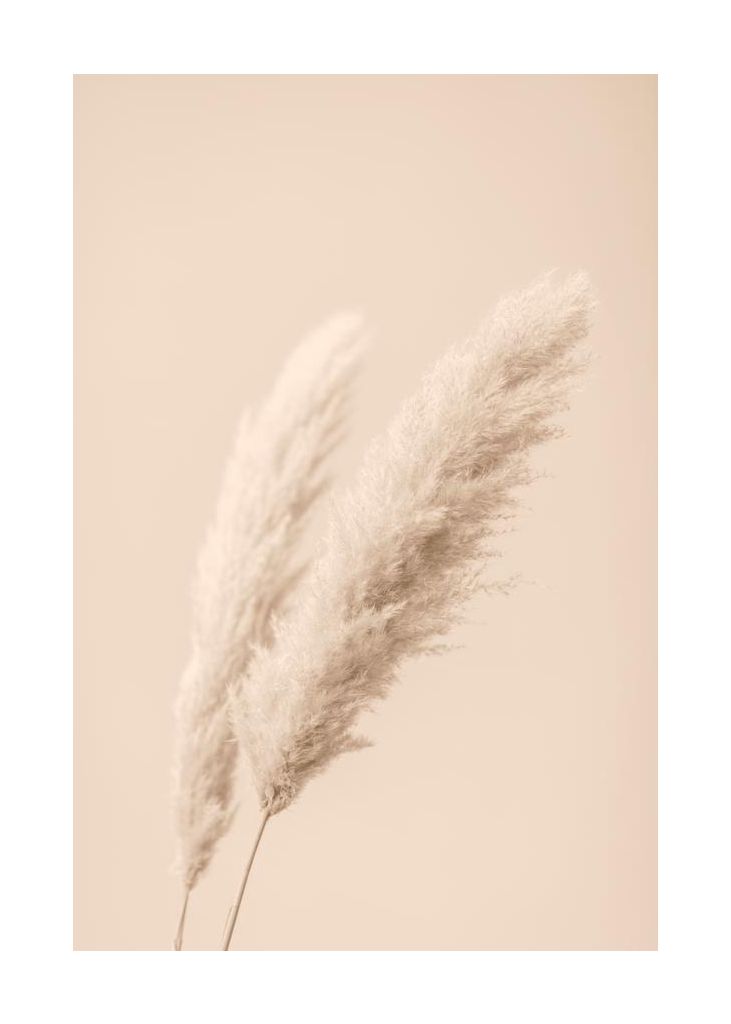 Pampas Grass Background