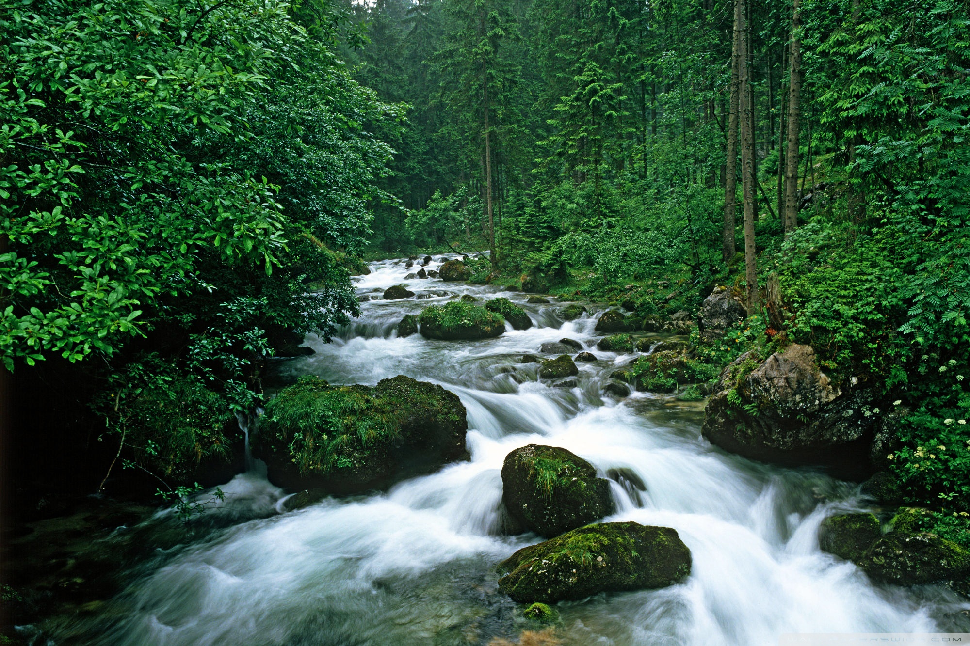 Peaceful Forest Background