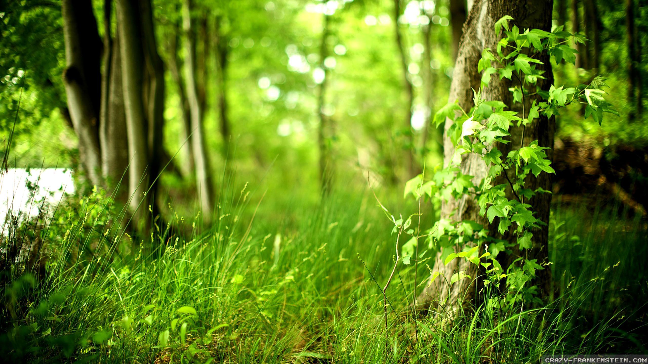 Peaceful Forest Background