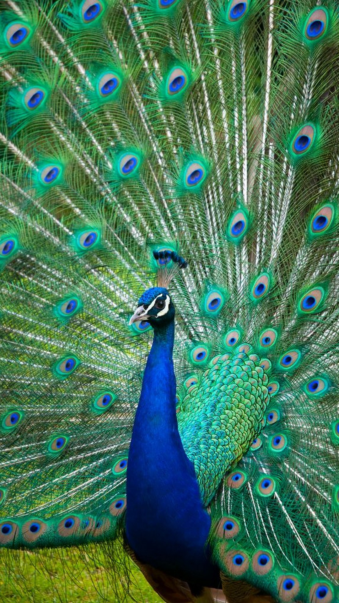 Peacock Backgrounds