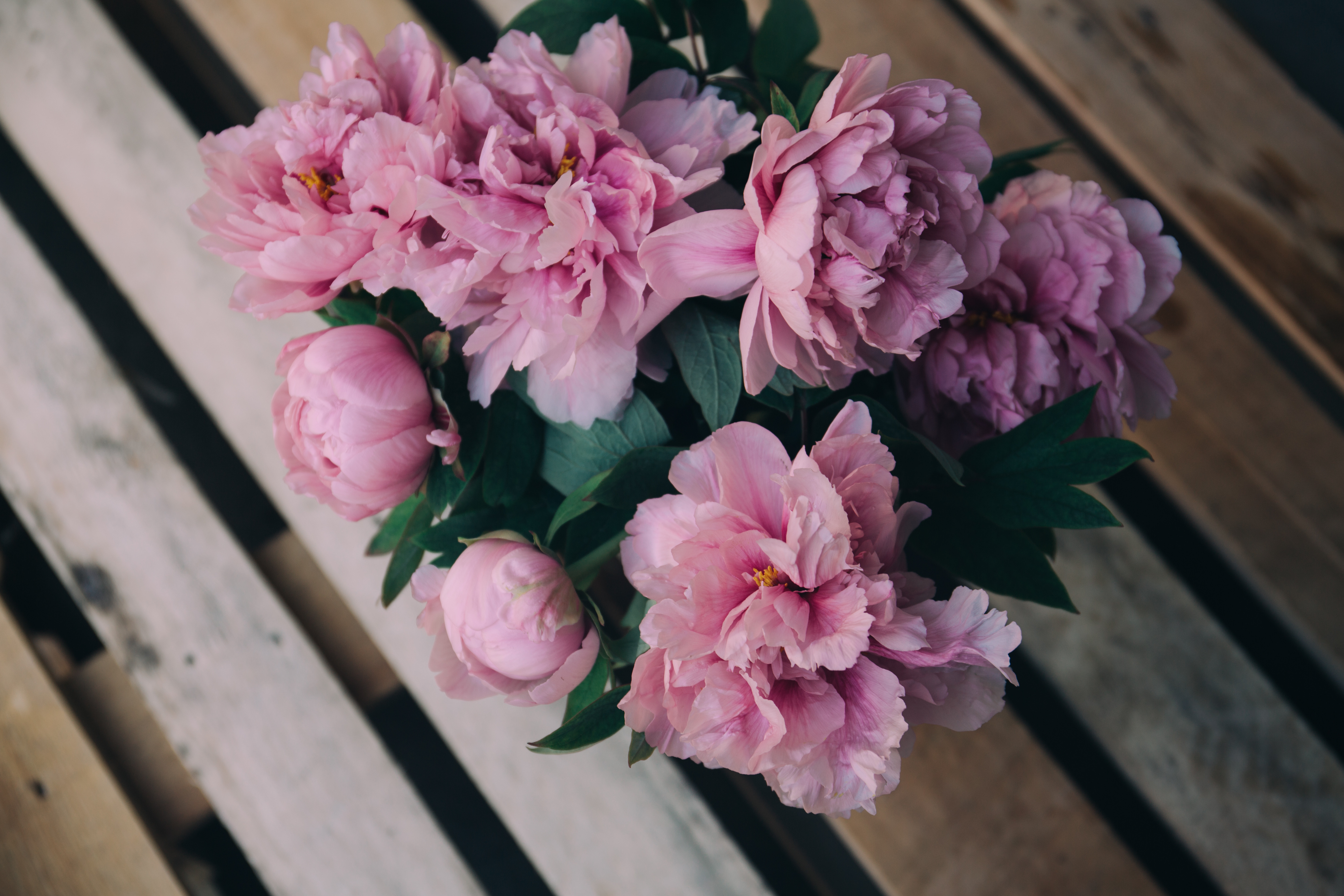 Peony Background