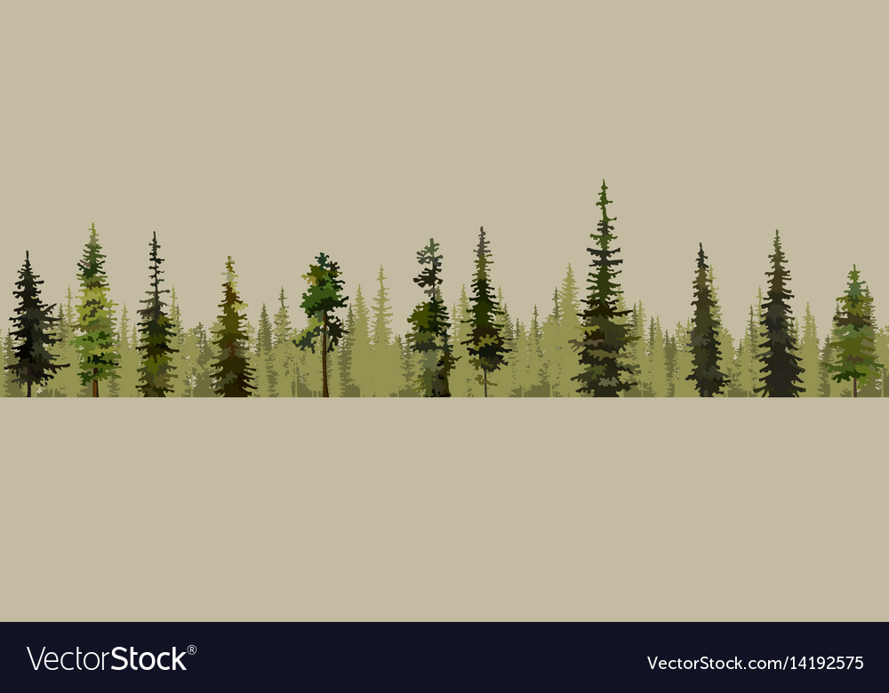 Pine Forest Background