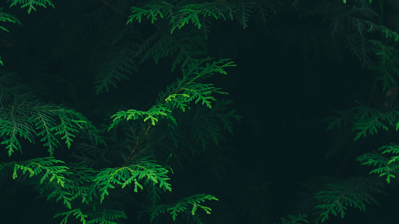 Pine Green Background