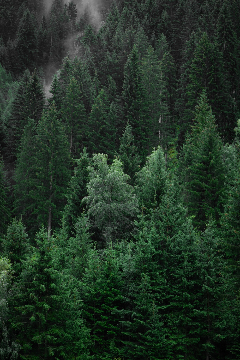 Pine Tree Forest Background