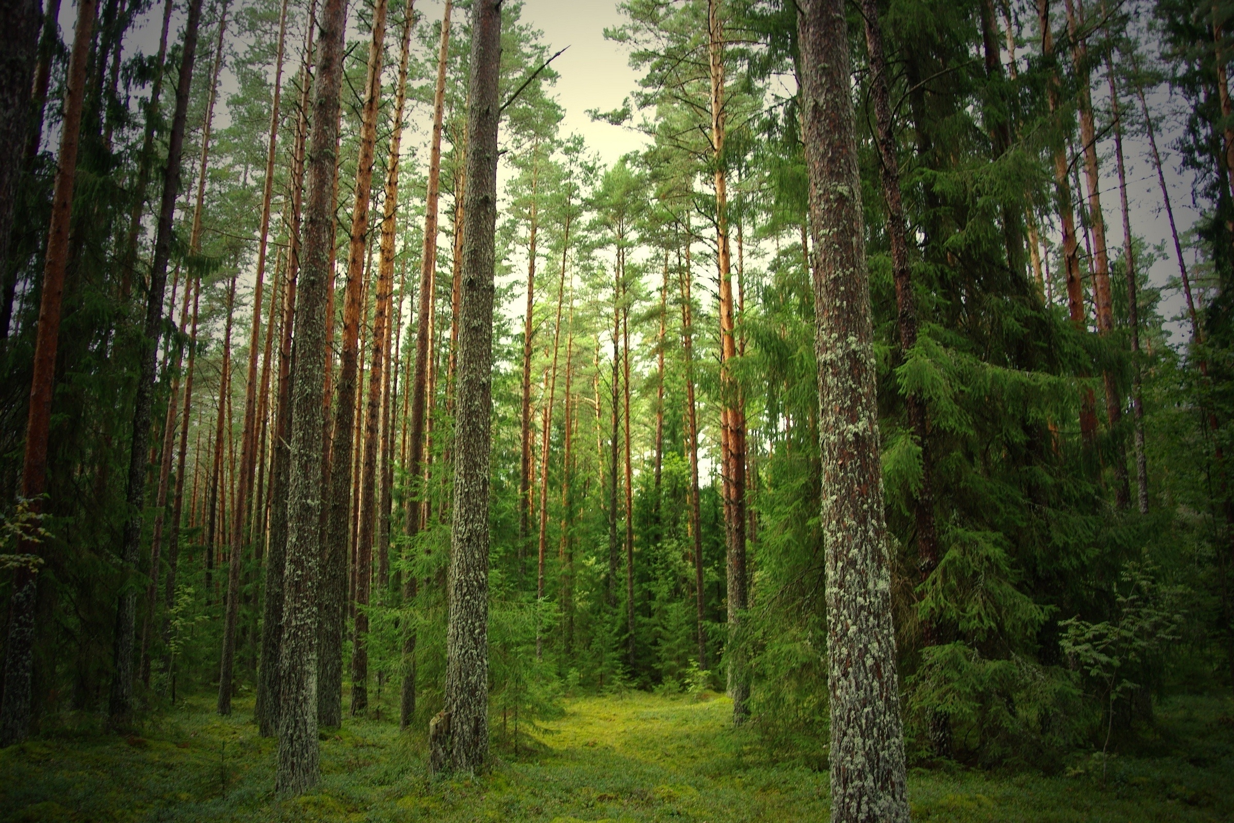 Pine Tree Forest Background