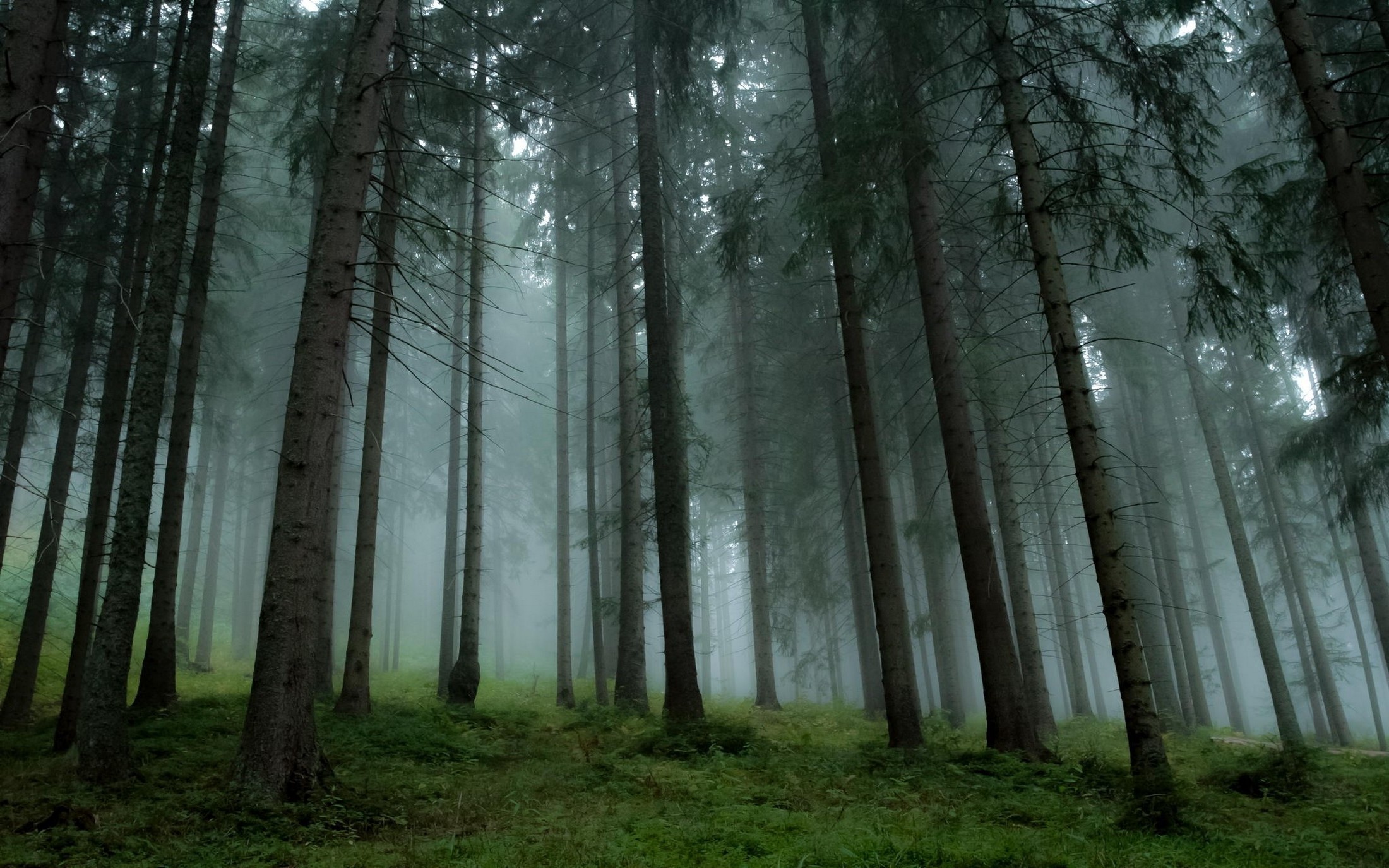 Pine Tree Forest Background