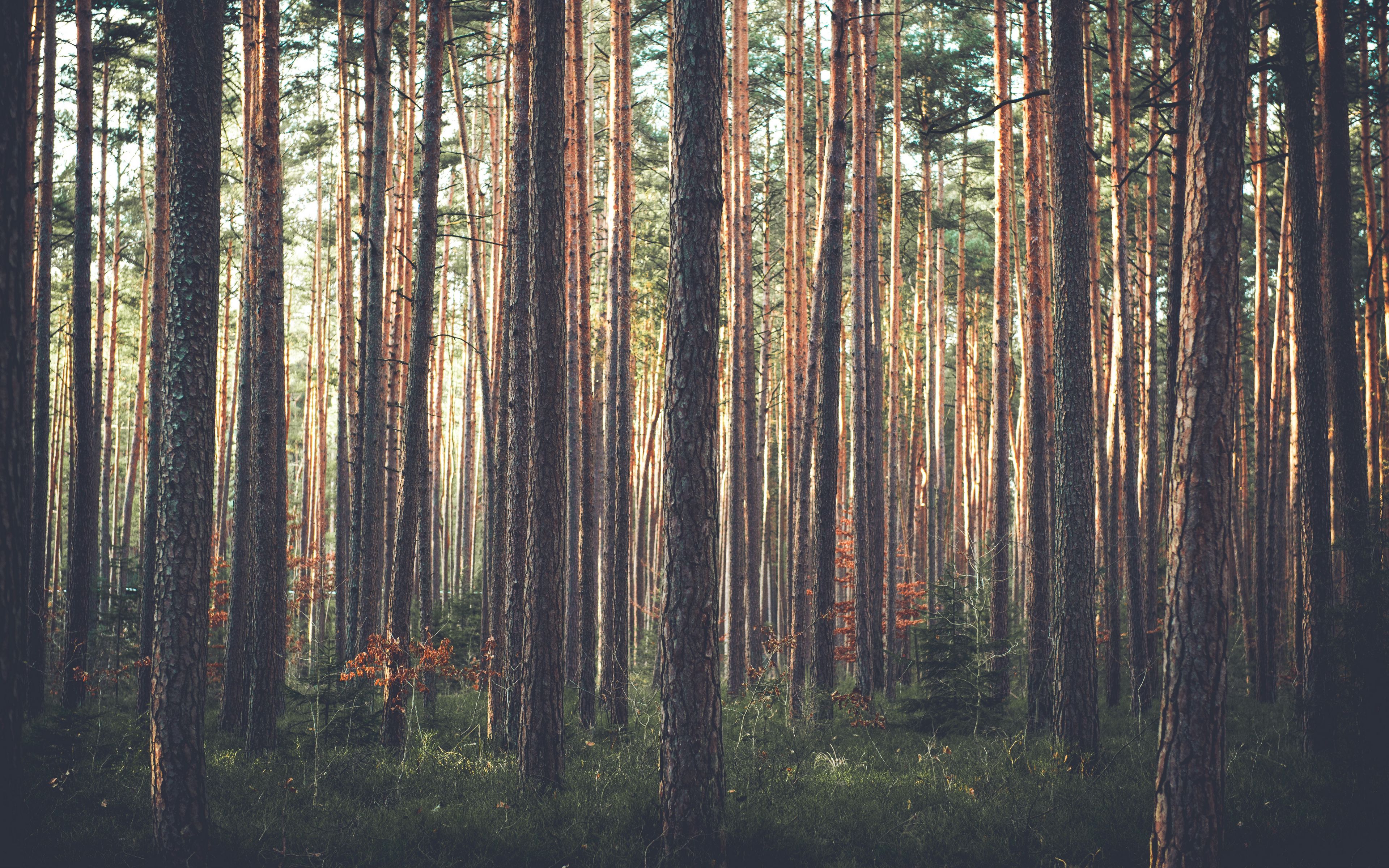 Pine Tree Forest Background