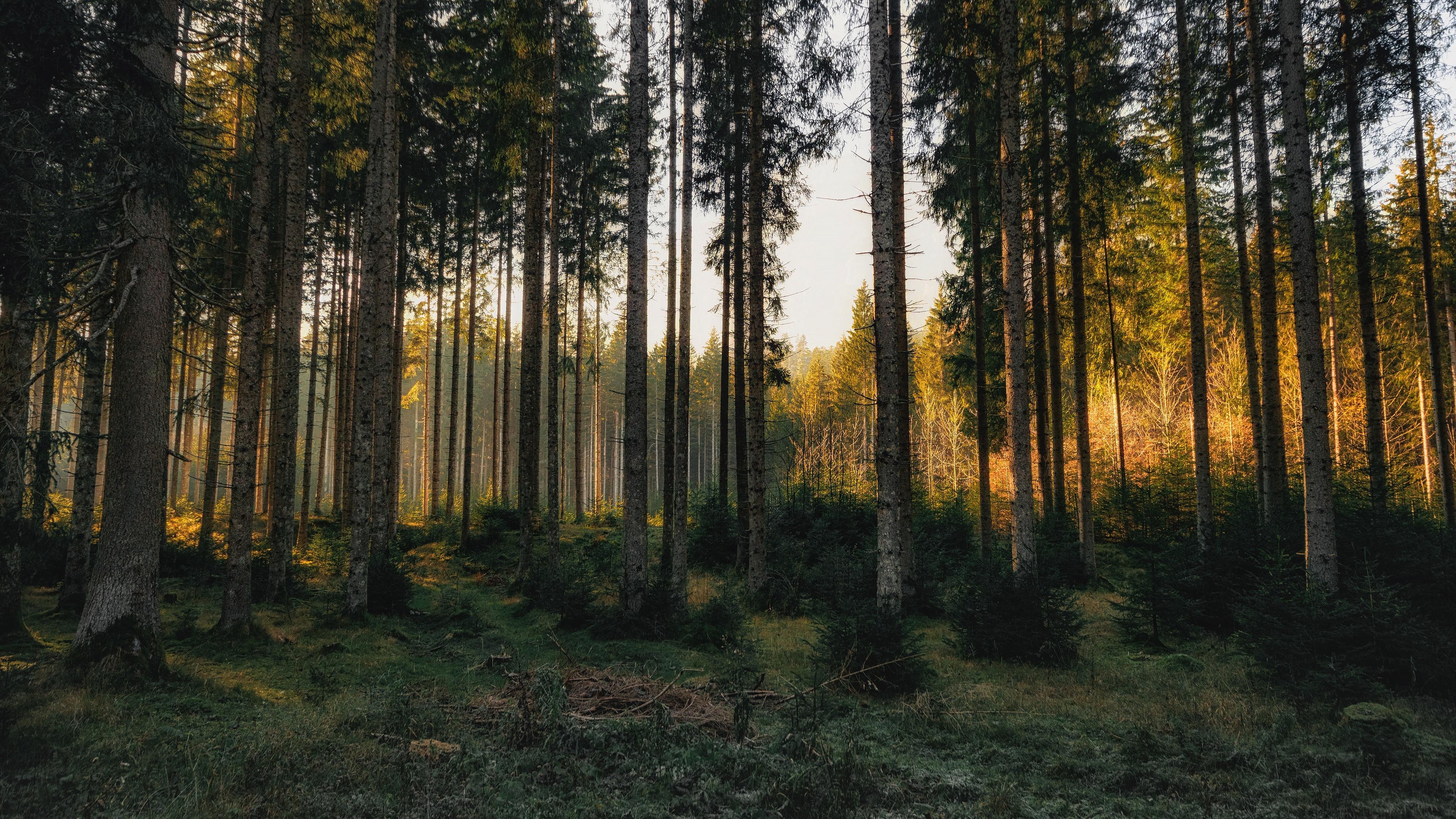 Pine Tree Forest Background