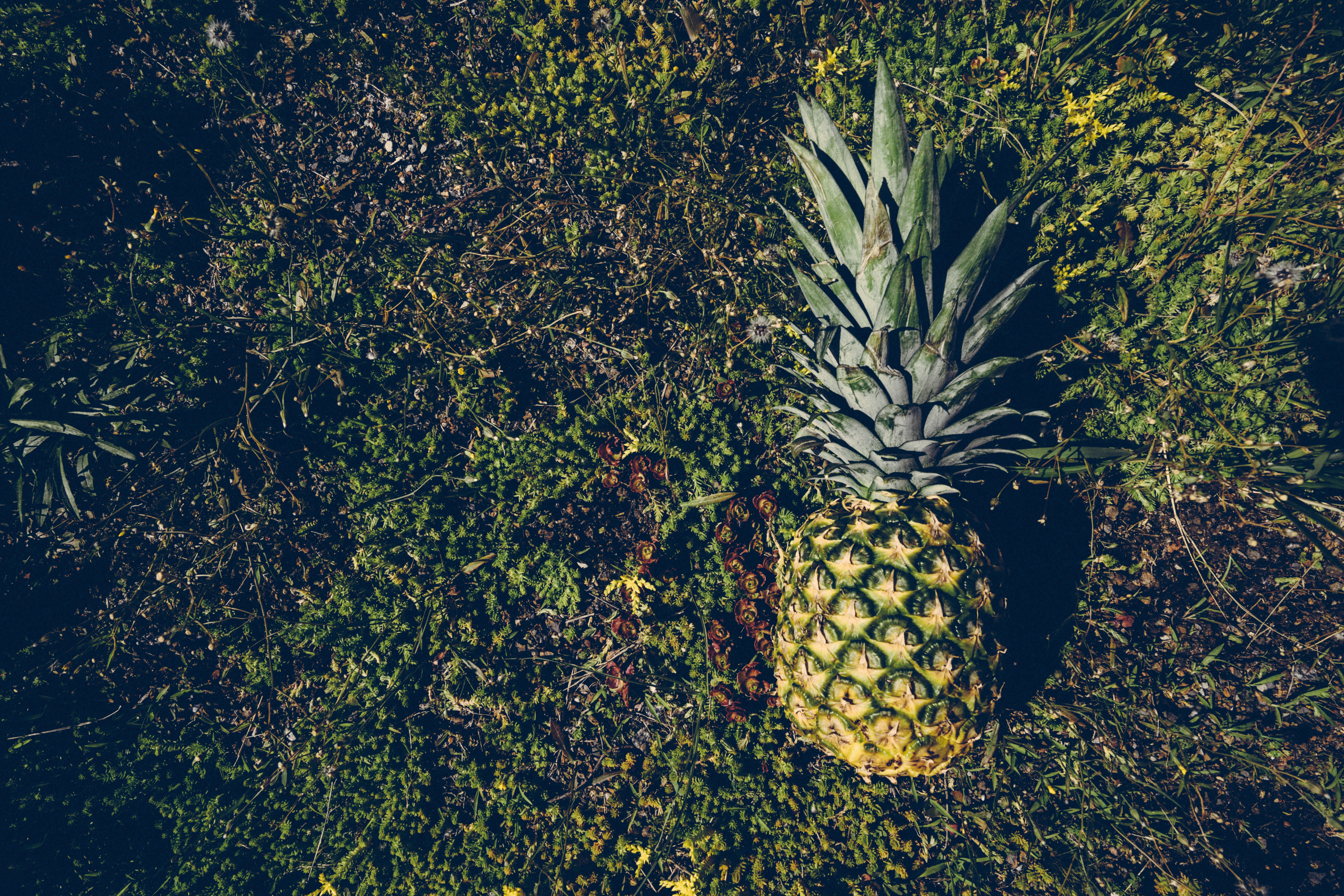 Pineapple Background