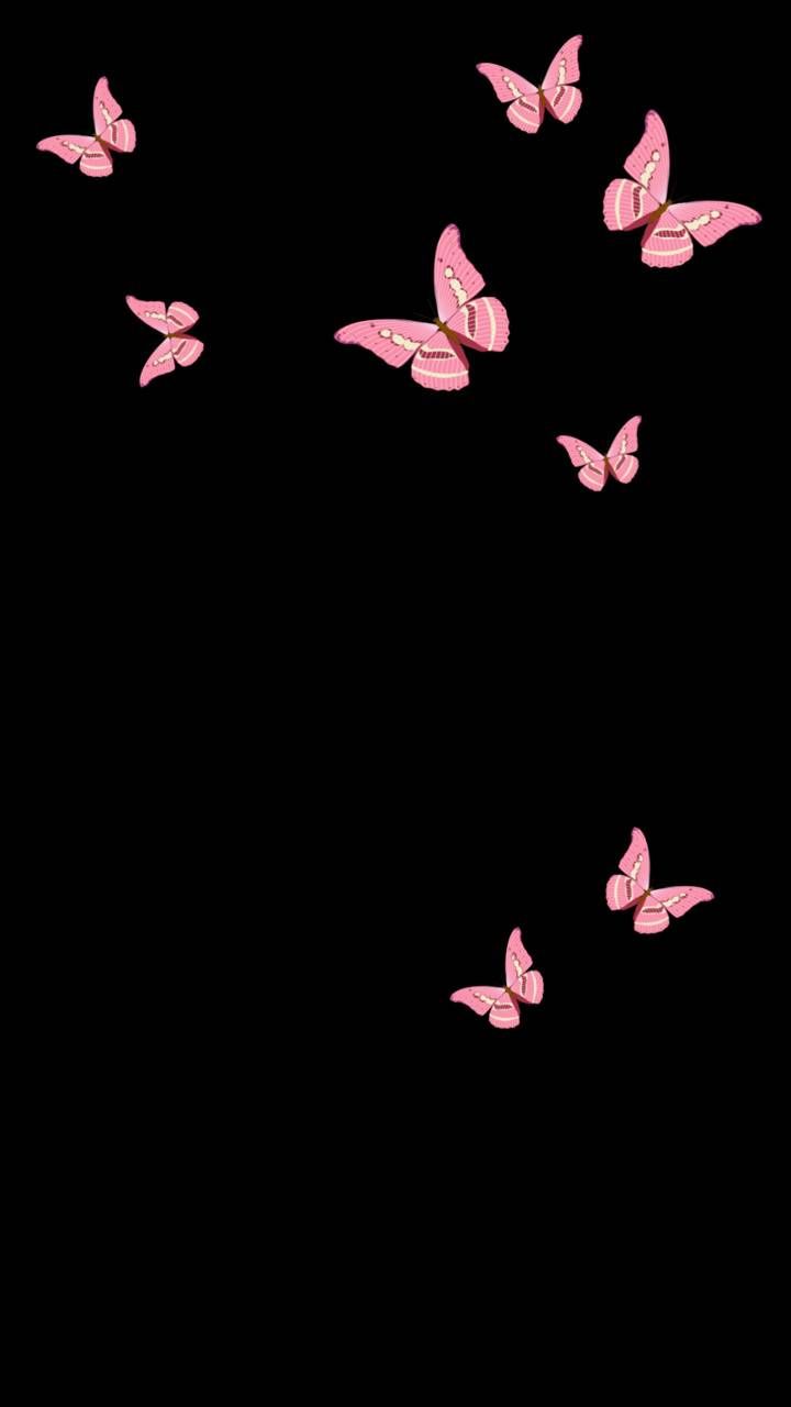 Pink Butterfly With Black Background